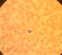 I work in a lab and I found this happy little cell