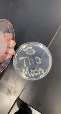 I work in a microbiology lab and my coworker wrote this using bacteria in the positive control plate It takes two days to incubate sorry for it being late