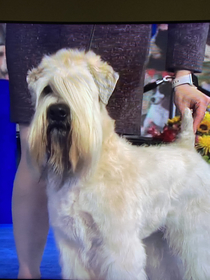 Id like to speak to the manager of this dog show