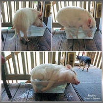 If it fits I sits pig edition
