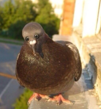 If pigeons eyes were on the front of their head