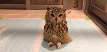 if you didnt know owls can sit crosslegged 
