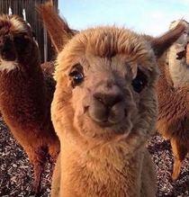 If youre having a bad day BOOM this happy alpaca will make your day