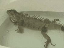 Iguana fart