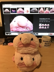 Im a marine Biology student and my cousins saw it fit to give me blobfish slippers for Christmas I thought you all deserved to know about them