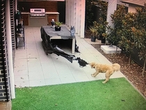 Im at work right now and I decided to check up on my puppy on my new home security camera All I can do is watch