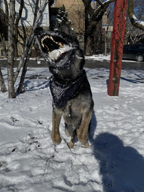 Im cool with snow but this is how my boy feels about it