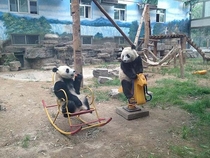 Im fairly certain pandas are just an extremely elaborate hoax