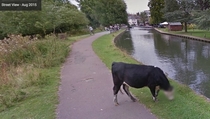 Im glad Google is taking cow privacy seriously