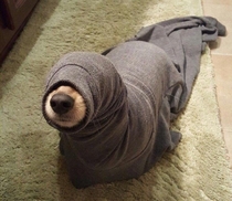 Im never ordering a seal from ebay again