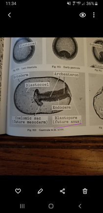 Im studying embryology and just learned were all born assholes