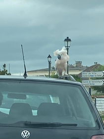 Im waiting at a red light and this cockatoo crawls out the driver side window of the car ahead of me and proceeds to walk along rails on the roof of the car Then when the car starts driving again he slowly worked his way back inside feathers flapping arou