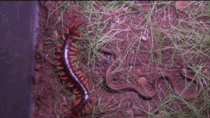 In Australia giant centipedes kill snakes