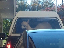 In line at the McDonalds drive-thru