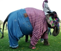 Indian elephant in pants