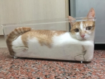 Indisputable Proof That Cats Are Actually Liquid