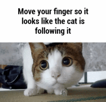Interactive Cat