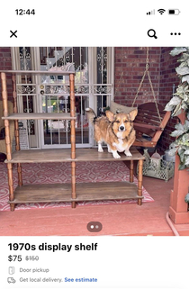 Introducing a new unit of measurement thanks to Facebook Marketplace the corgi