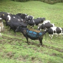 Irish Farmer Fueds have been taken to the next level