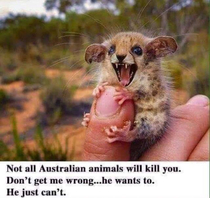 Is Australian killer wildlife still a thing