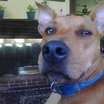 Is it just me or does this dog look like the real life Scooby-Doo