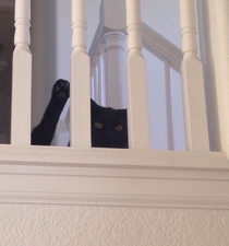 It looks like my cat is waving from the top of the stairs Hes just licking his junk