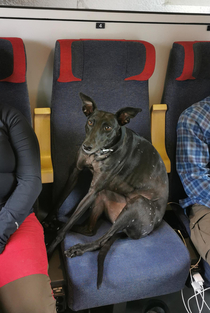 It really looks like our dog didnt buy tickets for the train and is now confronted about it