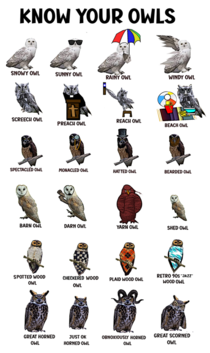 It takes owl kinds