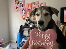 It was my dogs birthday yesterday She was very happy with her cookie