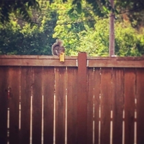 Its not everyday you see a squirrel on a fence eating a burrito