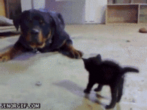 Its not the size of the dog in the fight its the size of the kitten in the wait Im confused now