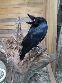 Its  This is what ravens look like now