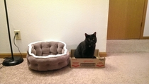 Ive conducted an experiment Findings Cat beds are a waste of money