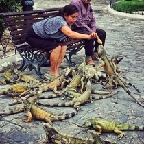 Ive heard of old ladies feeding pigeons but this is ridiculous