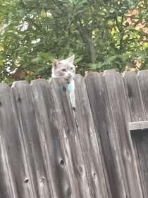 Ive nicknamed my neighbors cat Wilson