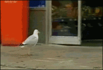 Ive seen a lot of perfect crime gifs but here is my favorite