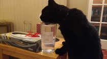 Ive solved one of lifes biggest problems My cat drinking my water