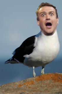 Jason seagull