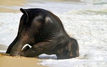 Just a baby elephant having fun at the beach