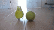 just-a-bird-and-his-tennis-ball-138838.gif