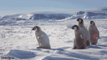 Just a Bunch of Penguins Going to work on a cold monday morning