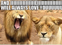 Just a lion singing to his lady