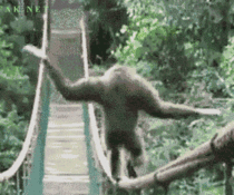 Just a primate crossing a bridge
