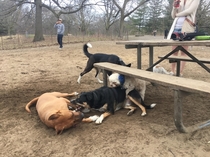 Just a regular day at the dog park for our dog Toblerone