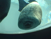 Just a seal that ran into the glass