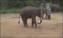 Just an elephant doing elephant things Move along