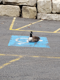 Just in case you were wondering what a handicapped goose looks like