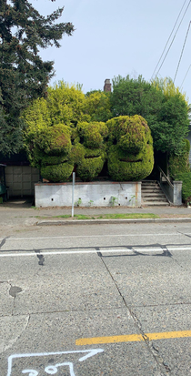 Just some really happy bushes