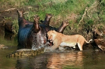 Just your average lion trying to shove a crocdiles head into a hippos butt