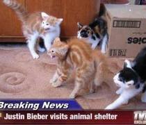 justin beiber visits animal shelter cats have hilarious reaction